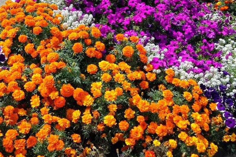 Более 1,5 тысяч цветов высадят в парке Череповца