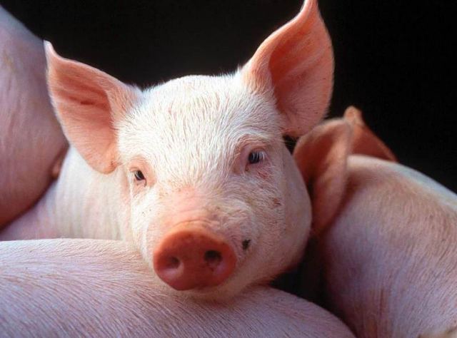 Свинокомплексы пострадали от ВТО